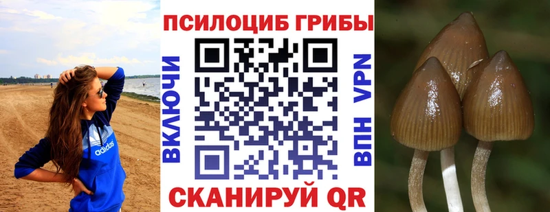 купить закладку  Кодинск  Псилоцибиновые грибы GOLDEN TEACHER 